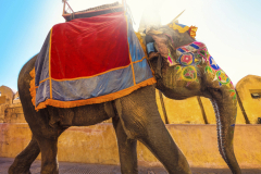 Travel, Indien, India
